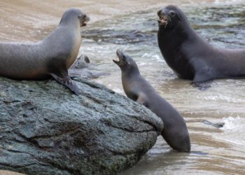 California man accused of decapitating sea lion, putting head in plastic bag. All lies, he says