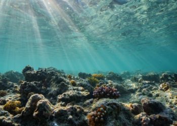 California passes law to phase out gillnet fishing in state waters to protect underwater wildlife