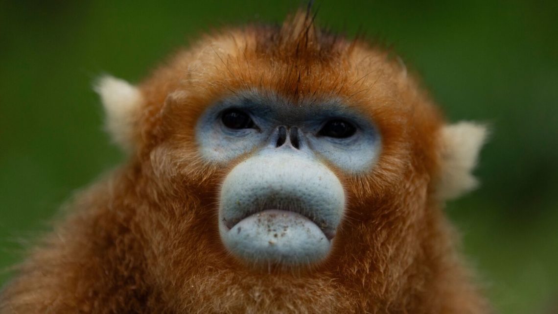 China’s rare golden monkeys debut at European zoos, a possible successor to ‘panda diplomacy’