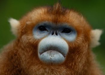 China’s rare golden monkeys debut at European zoos, a possible successor to ‘panda diplomacy’