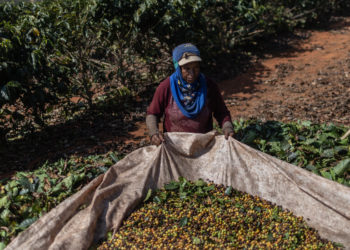 Coffee Production May Be Imperiled as Forests Are Destroyed for More Crops