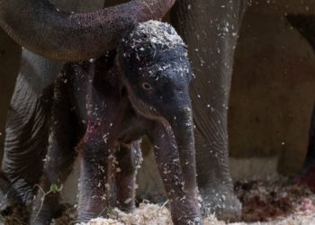Columbus Zoo welcomes second Asian elephant calf this year