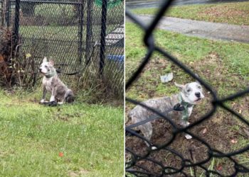 Connecticut pup abandoned, tied to fence during heavy nor’easter downpours