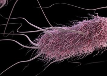 Contaminated meat was linked to 1 in 5 UTIs, according to a study out of Southern California