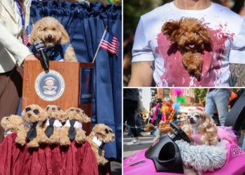 Costumed canines strut stuff in NYC’s Halloween Dog Parade