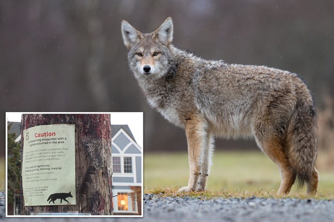 Coyote attacks, chases 9-year-old child playing hide-and-seek in Oregon