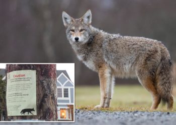 Coyote attacks, chases 9-year-old child playing hide-and-seek in Oregon