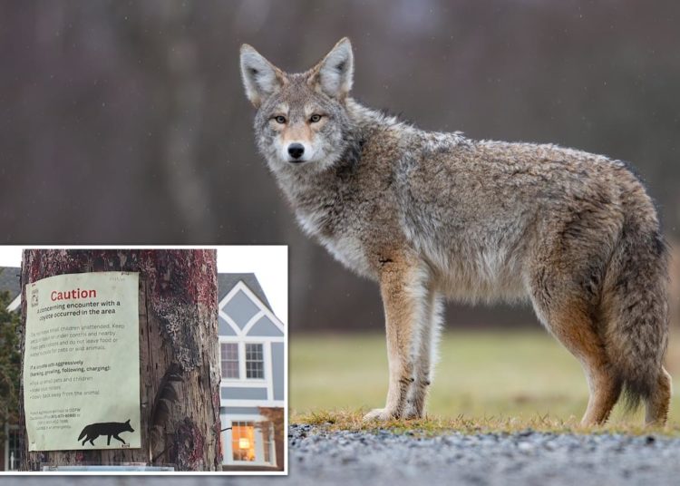 Coyote attacks, chases 9-year-old child playing hide-and-seek in Oregon