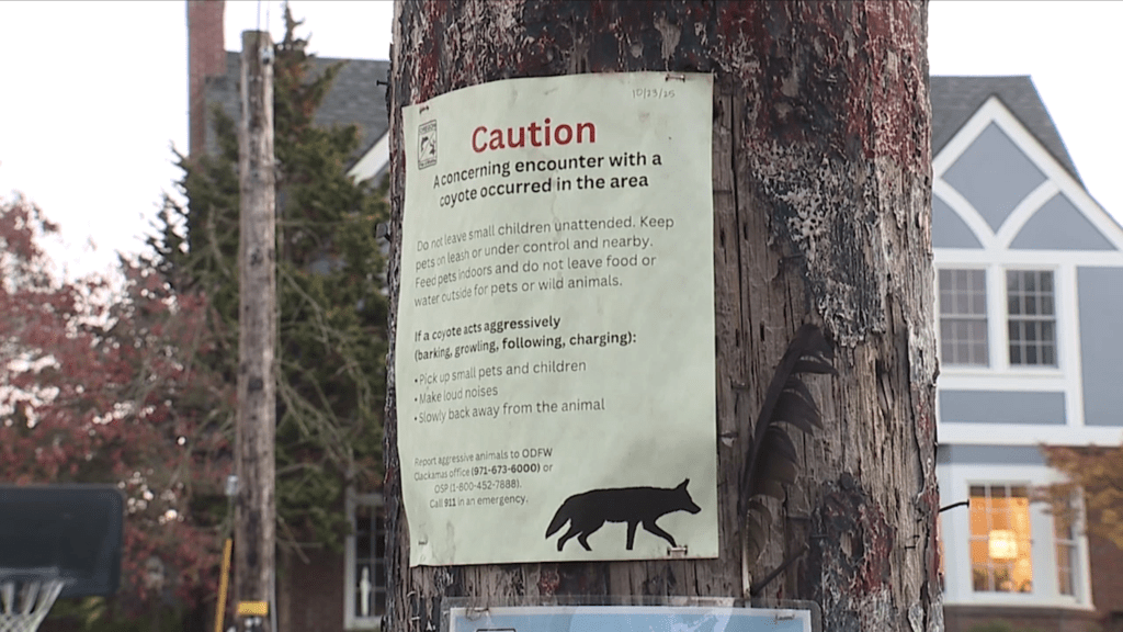 A coyote caution sign posted on a wooden utility pole.