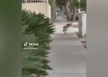 Coyote sightings cause concern for West Hollywood residents