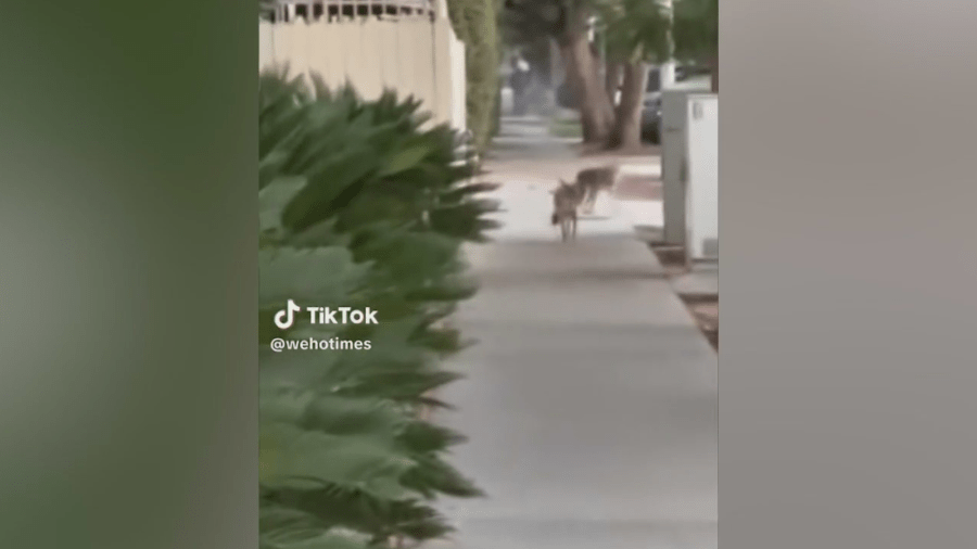 Coyote sightings cause concern for West Hollywood residents