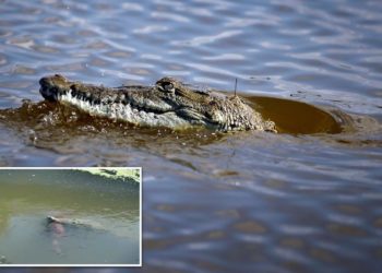 Crocodile caught on camera with large dog clamped in its jaws: ‘Just heartbreaking’