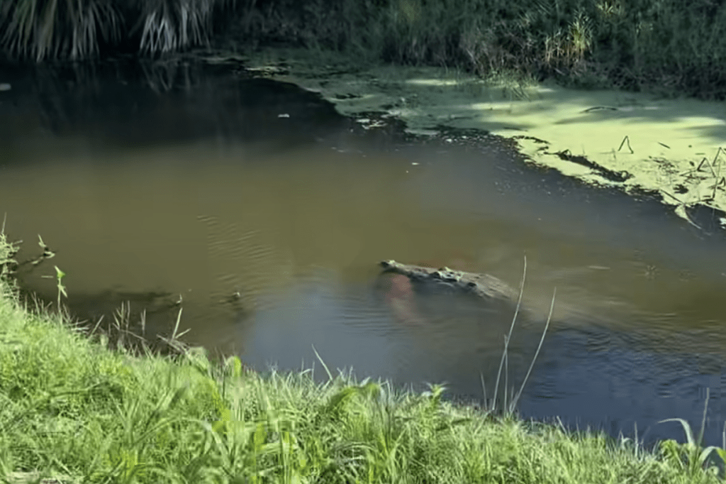A crocodile with a dog in its jaws in a murky river.