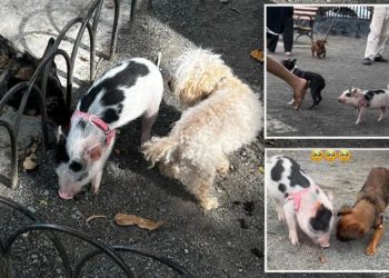 Cute piglet plays off-leash with pups at popular NYC dog park — but experts warn it’s snout-rageous