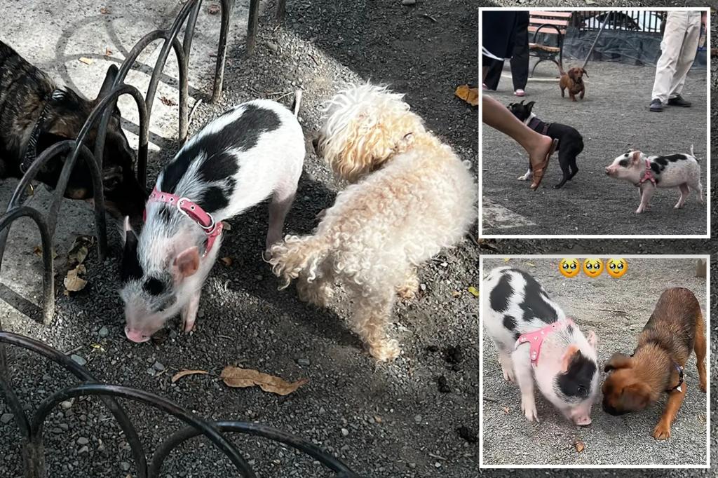 Cute piglet plays off-leash with pups at popular NYC dog park — but experts warn it’s snout-rageous