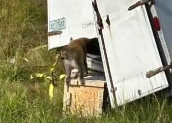 Deputies Put Down 5 Escaped Monkeys They Were Wrongly Told Had Covid