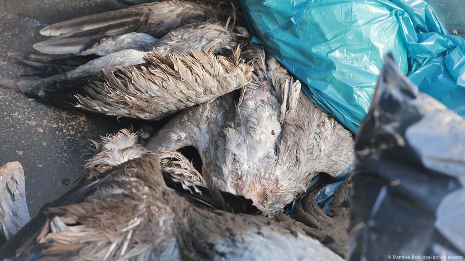 Disease in flight: Bird flu spreads in Europe, US. What’s new?