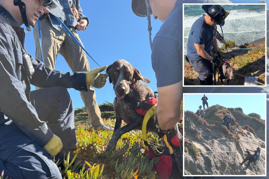 Dog miraculously rescued after falling 40 feet over edge of seaside cliff in San Francisco