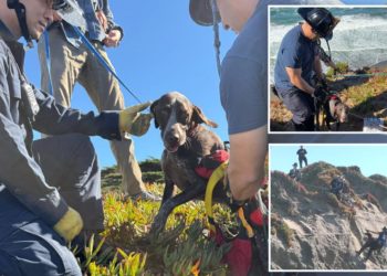 Dog miraculously rescued after falling 40 feet over edge of seaside cliff in San Francisco