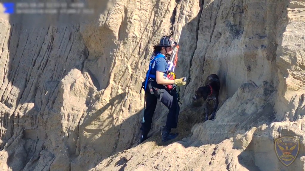 A rescuer in a helmet and harness rappelling down a cliff to a stranded dog.