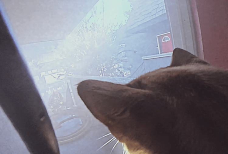 Dramatic video shows Orange County firefighters rescue cats from burning building