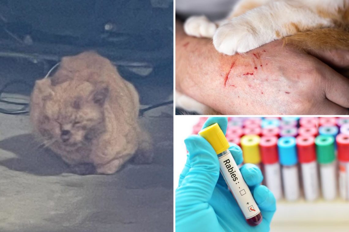 Elderly NJ couple mauled by suddenly rabid stray cat they’ve fed for years: ‘amount of blood absolutely shocking’