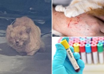 Elderly NJ couple mauled by suddenly rabid stray cat they’ve fed for years: ‘amount of blood absolutely shocking’
