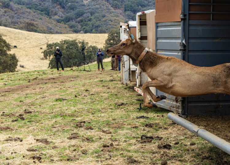 Elk are again roaming on lands that California has returned to the Tule River Indian Tribe