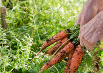 Essential Rules From a Champion of Organic Growing