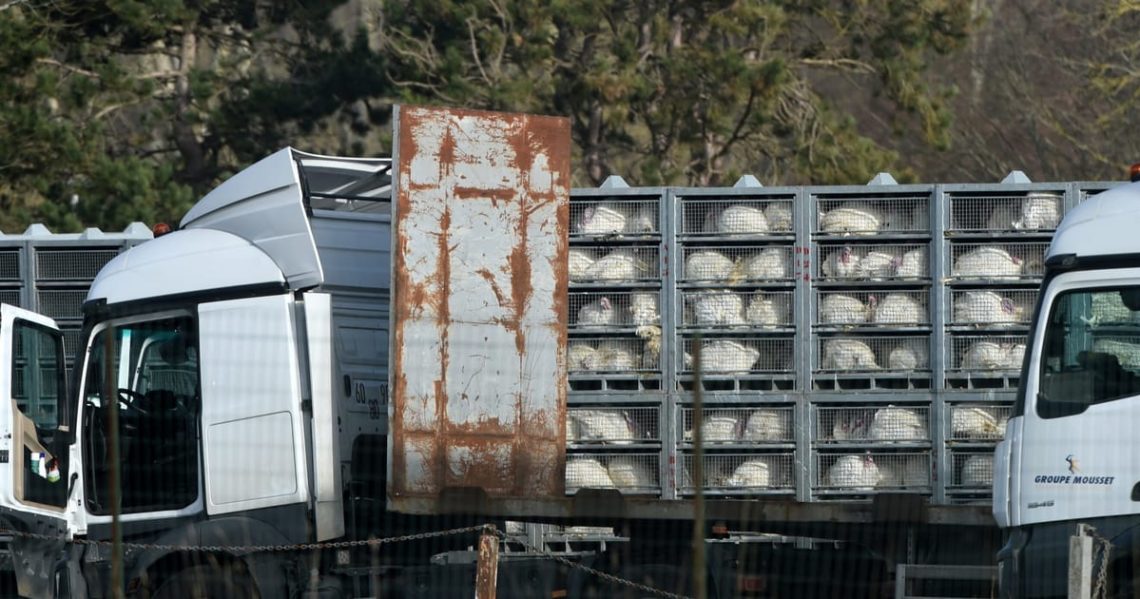 Europe lost its drive for humane animal transport. Denmark hasn’t.