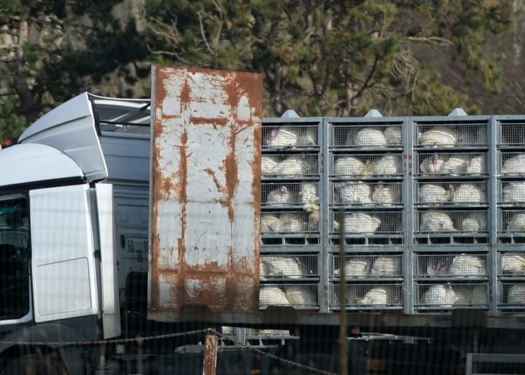 Europe lost its drive for humane animal transport. Denmark hasn’t.