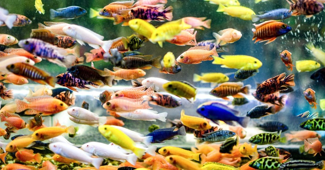 Exotic Pet Fish Owners Are Accidentally Ruining the Ocean