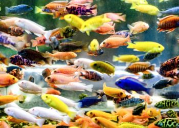Exotic Pet Fish Owners Are Accidentally Ruining the Ocean