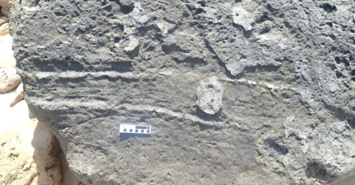First-Known Animal Butt-Drag Discovered in 126,000-Year-Old Fossil