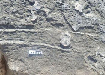 First-Known Animal Butt-Drag Discovered in 126,000-Year-Old Fossil