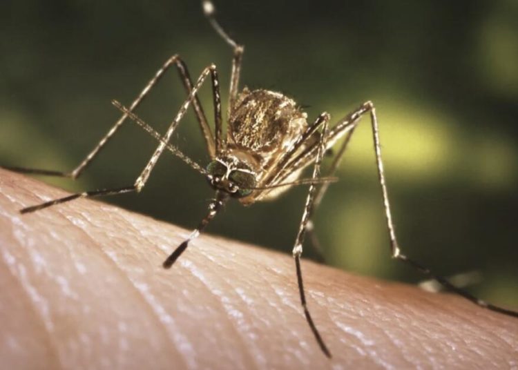 First West Nile virus death confirmed in L.A. County, as studies show that drought conditions may increase risk