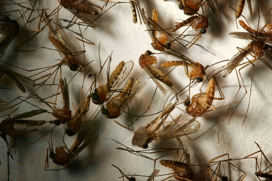 First West Nile virus death of 2025 reported in Los Angeles County