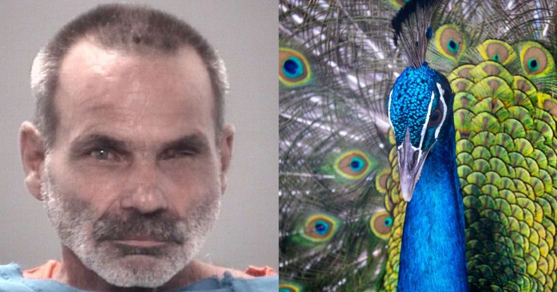 Florida Man Accused of Killing and Eating His Pet Peacocks During Feud With Neighbor