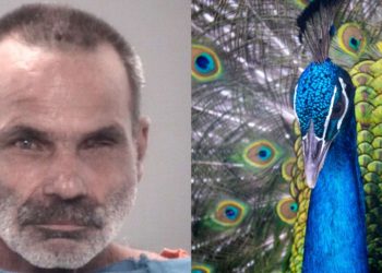 Florida Man Accused of Killing and Eating His Pet Peacocks During Feud With Neighbor