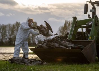 Germany: 500,000 birds culled as flu spreads