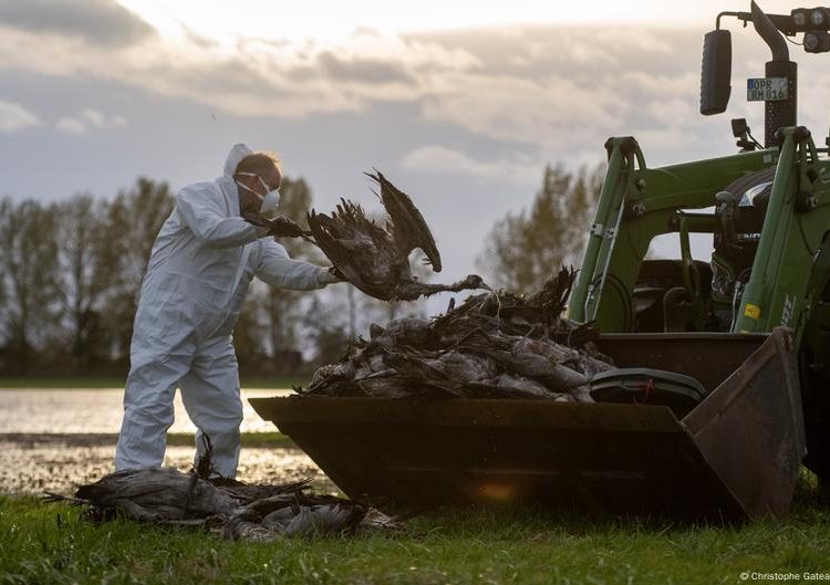 Germany: 500,000 birds culled as flu spreads