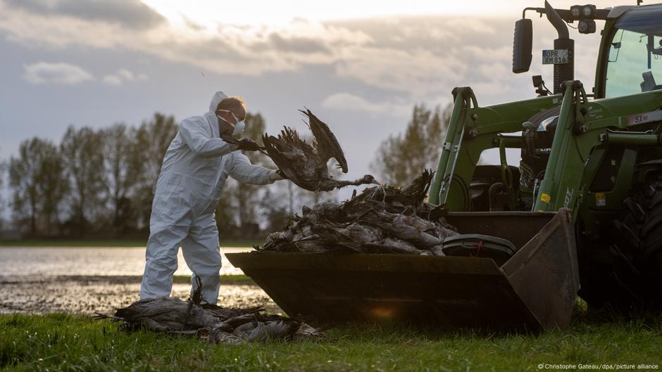 Germany: 500,000 birds culled as flu spreads