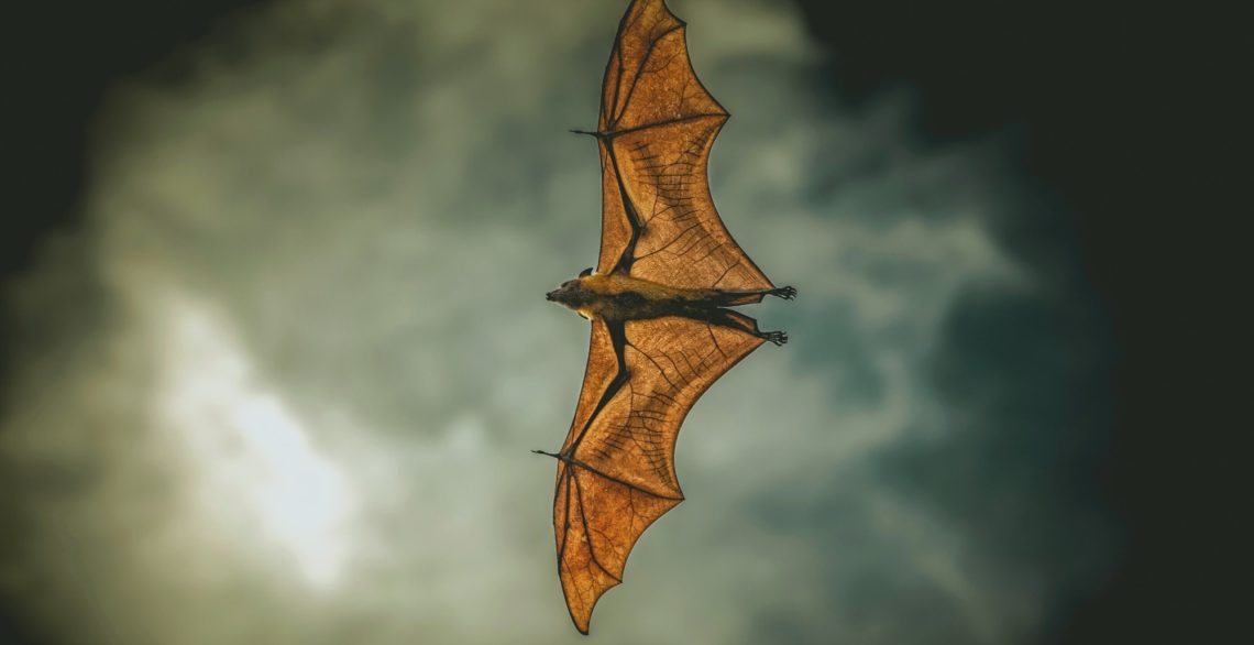 Giant Bats Eat Birds Mid-Air, and the Process Is Pretty Gruesome