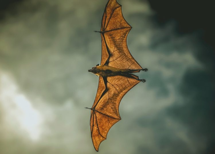 Giant Bats Eat Birds Mid-Air, and the Process Is Pretty Gruesome
