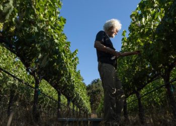 Goodbye, Pinot Noir — hello, Paseante Noir?