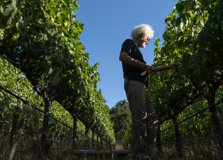 Goodbye, Pinot Noir — hello, Paseante Noir?