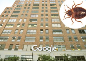 Google searching for bed bugs as outbreak hits New York HQ