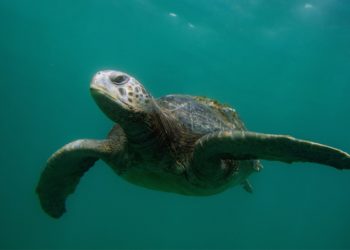 Green Sea Turtles Have Been Saved From Extinction