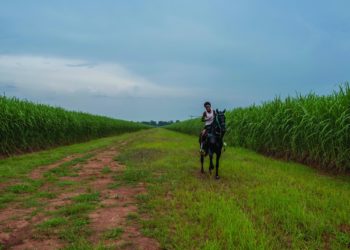 Happiness Is a Hurtling Horse for the Black Cowboys of the South