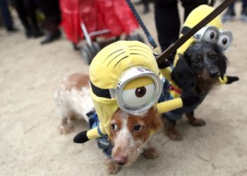 Here’s how to protect your pets during Halloween